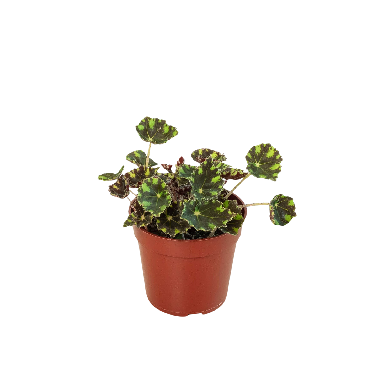 Begonia Tiger Paws - 4" Pot | Cactus Clint