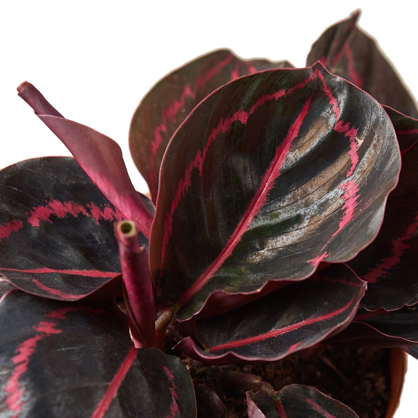 Calathea 'Dottie' | Cactus Clint
