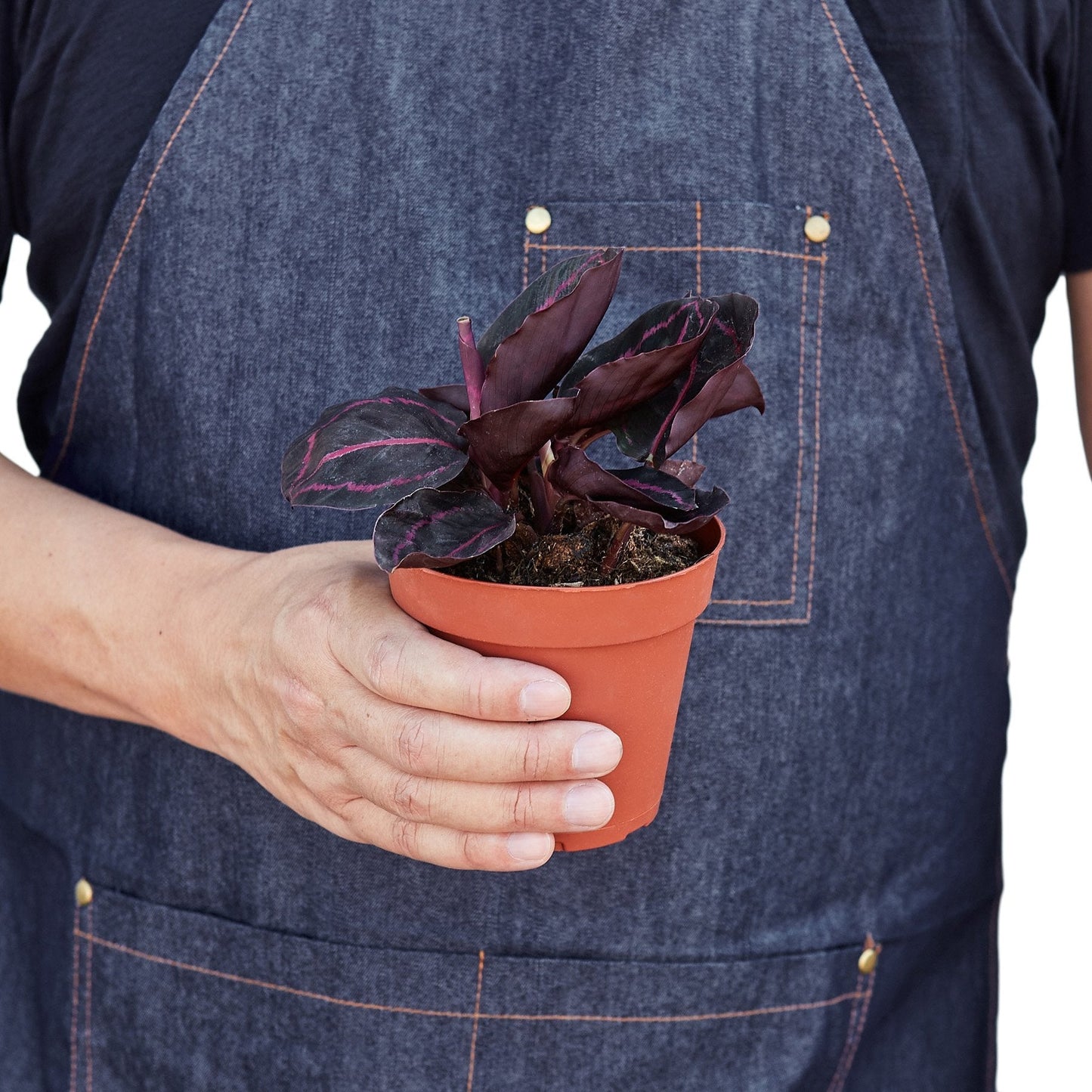 Calathea 'Dottie' | Cactus Clint