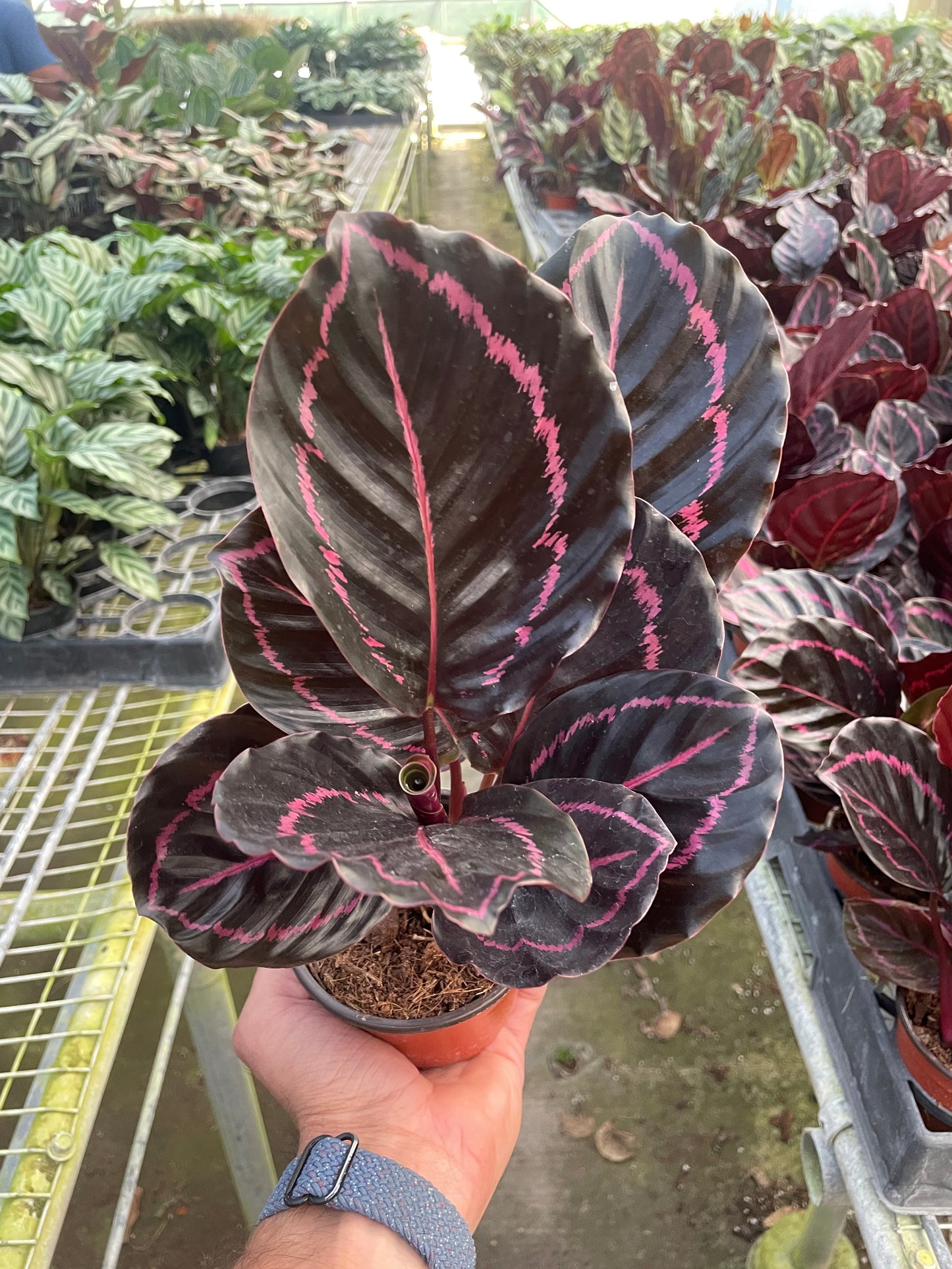Calathea 'Dottie' | Cactus Clint