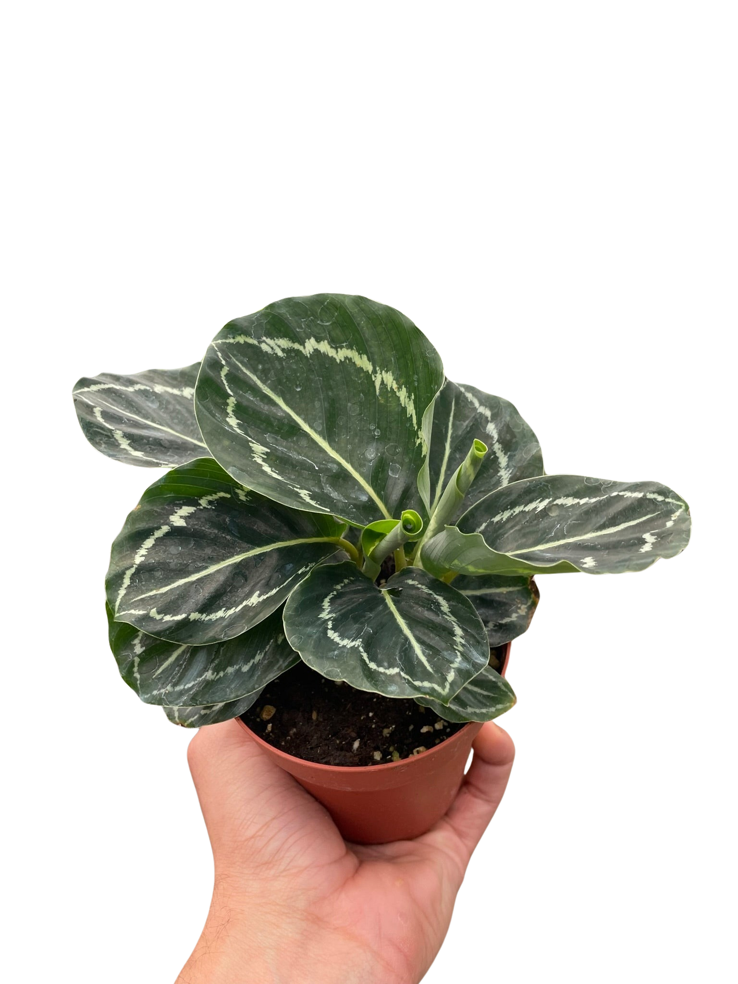 Calathea 'Green Goddess' | Cactus Clint