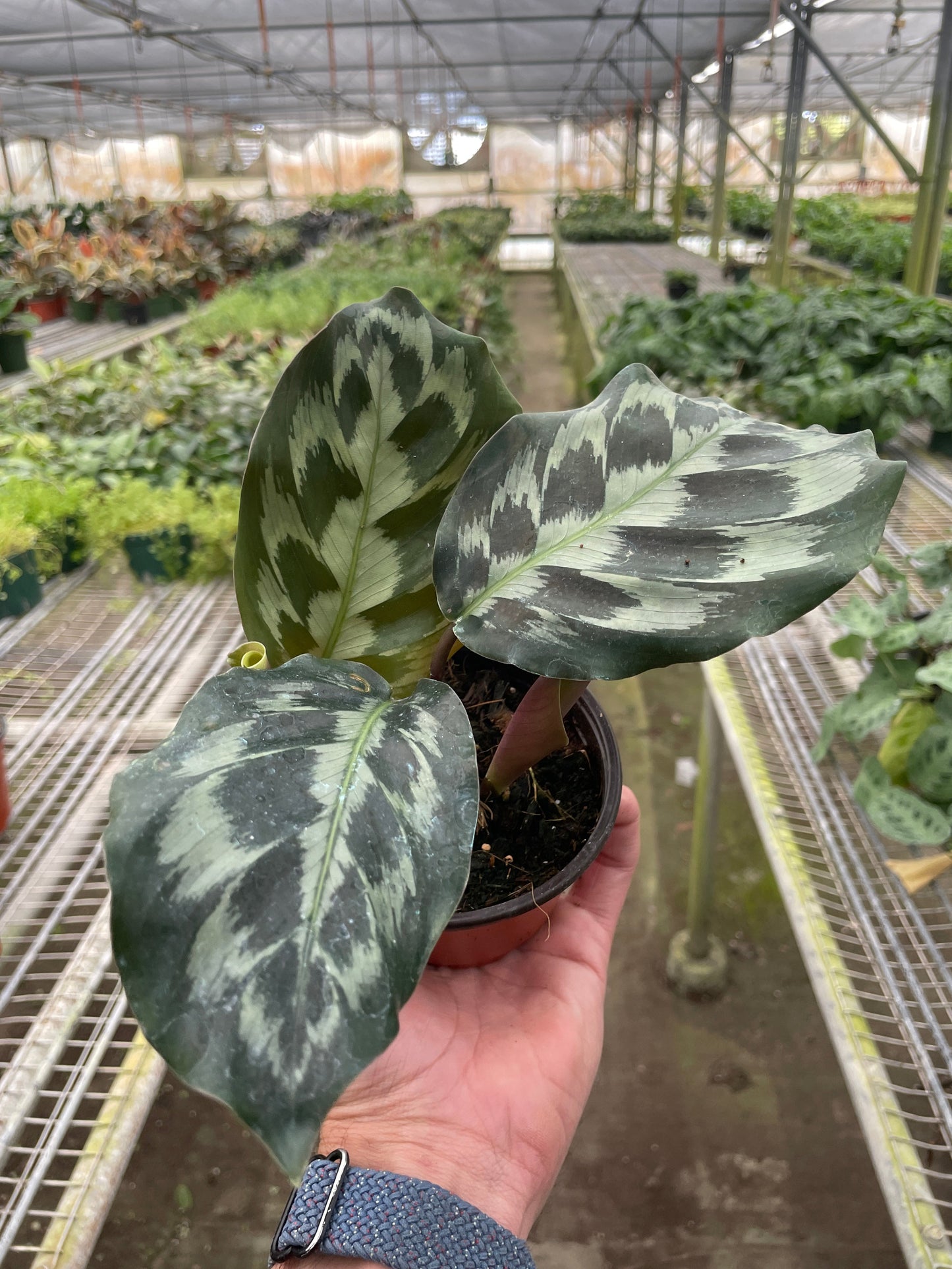 Calathea 'Kennedy' | Cactus Clint