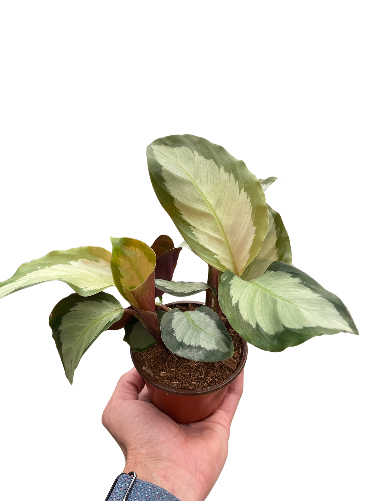 Calathea 'Picturata' | Cactus Clint