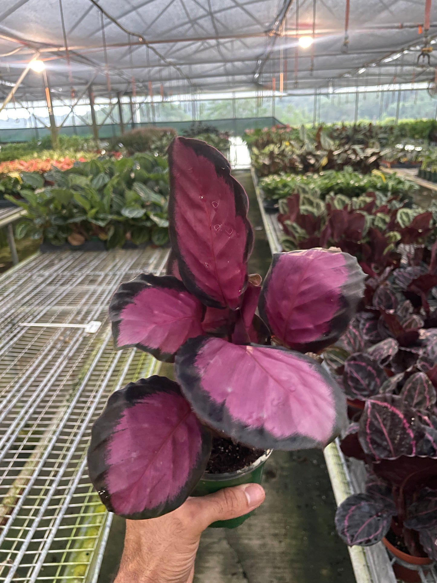 Calathea 'Purple Rose' | Cactus Clint