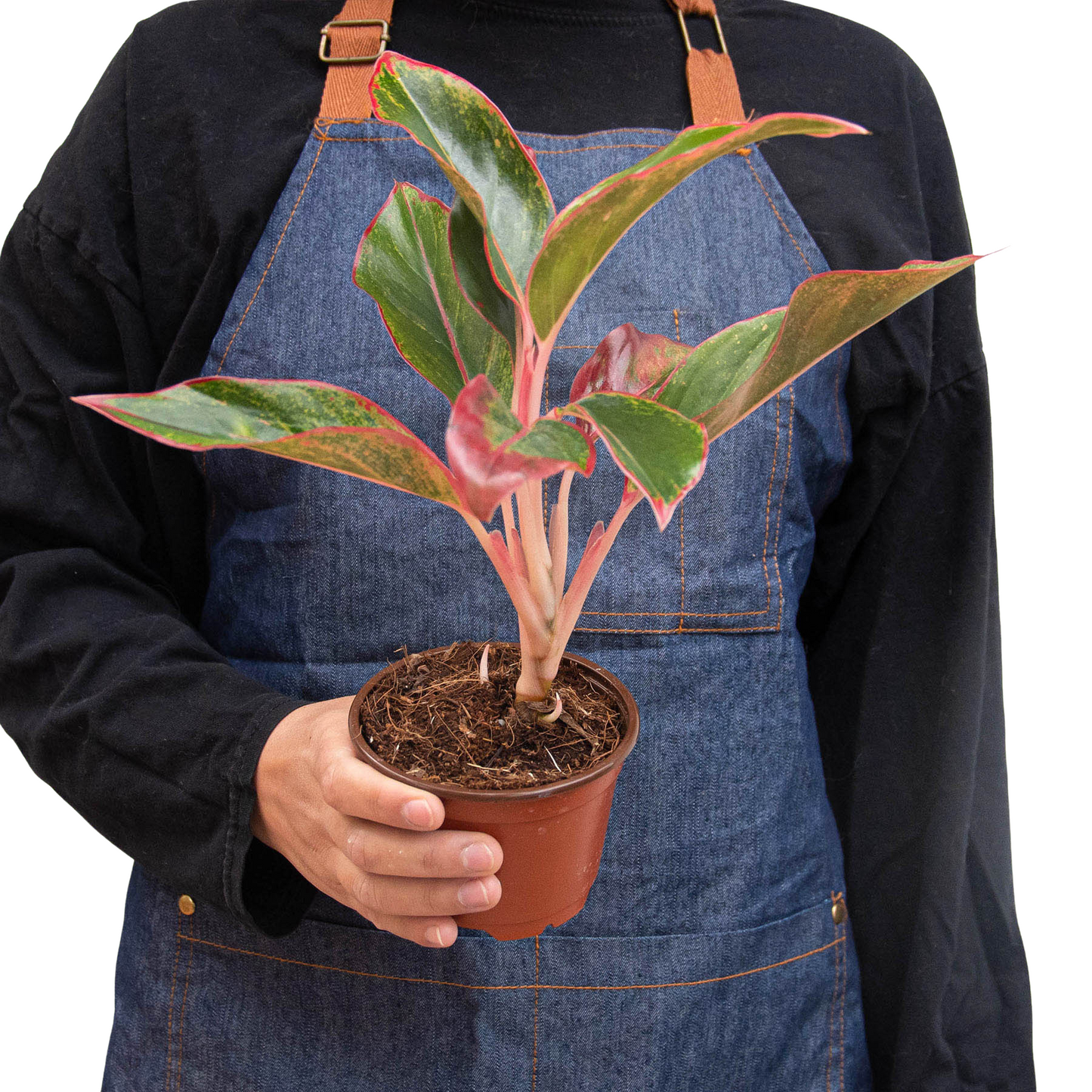 Chinese Evergreen 'Red Siam' | Cactus Clint