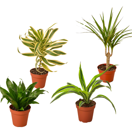 4 Different Dracaenas Variety Pack - Live House Plant - FREE Care Guide - 4" Pot | Cactus Clint