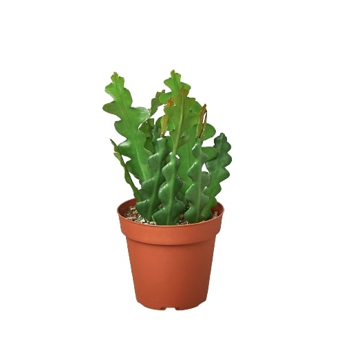 Epiphyllum 'Ric Rac' Cactus | Cactus Clint