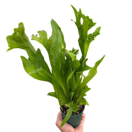 Fern 'Green Flame' | Cactus Clint