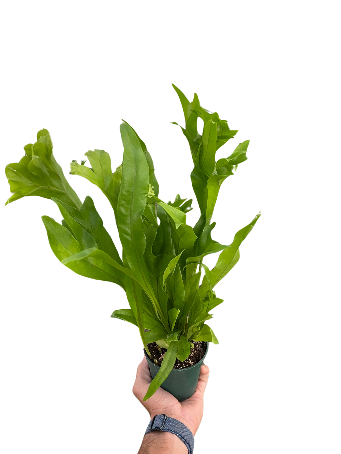 Fern 'Green Flame' | Cactus Clint