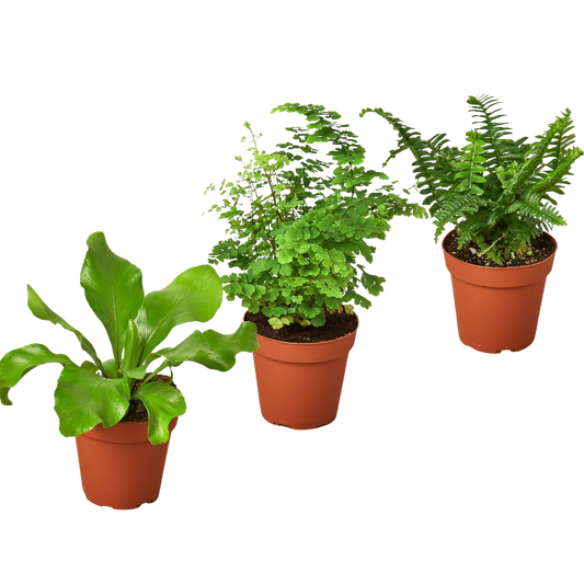 3 Fern Variety Pack - Live Plants - FREE Care Guide - 4" Pot - House Plant | Cactus Clint