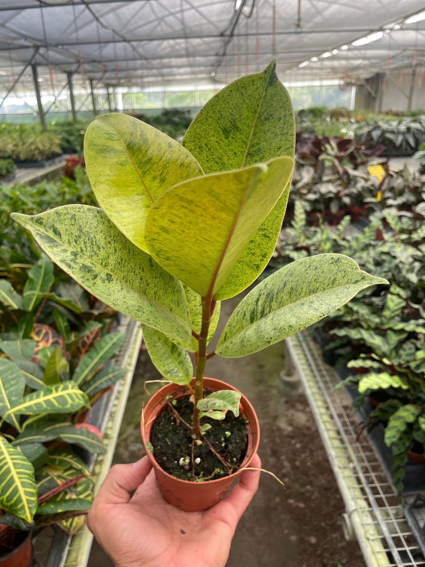 Ficus 'shivereana' (Moonshine) | Cactus Clint