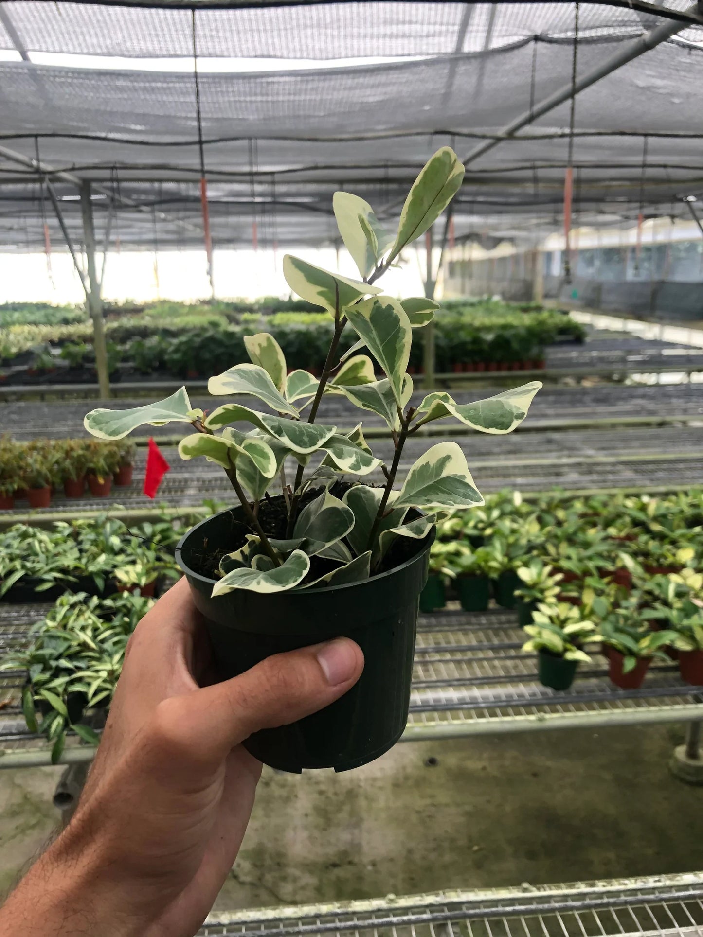 Ficus Elastica 'Triangularis' Variegated | Cactus Clint