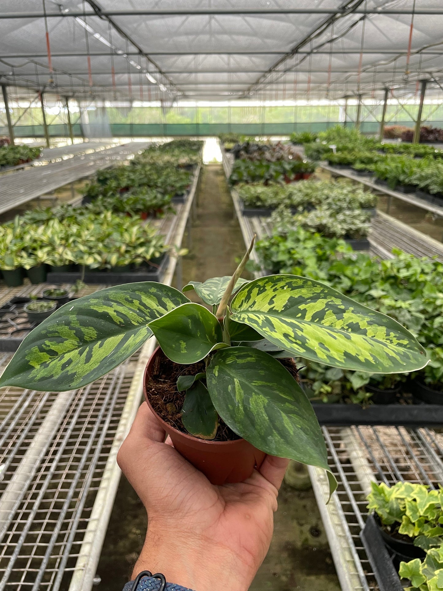 Homalomena 'Camouflage' | Cactus Clint