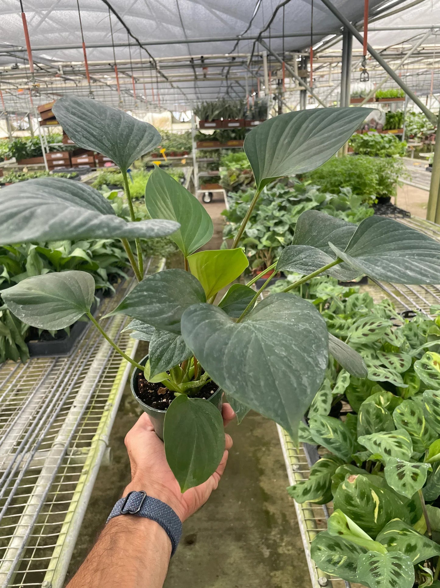 Homalomena 'Emerald Gem' | Cactus Clint