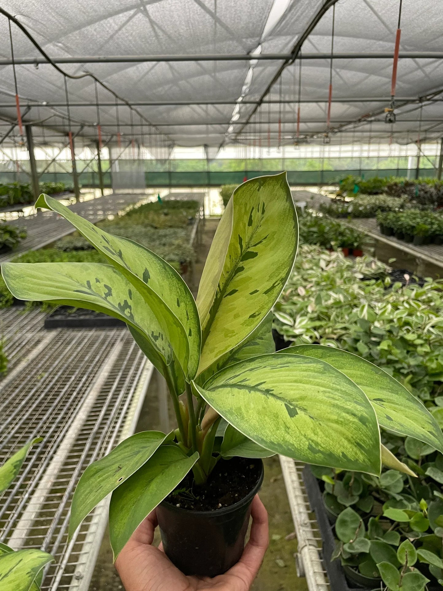 Homalomena 'Selby' | Cactus Clint