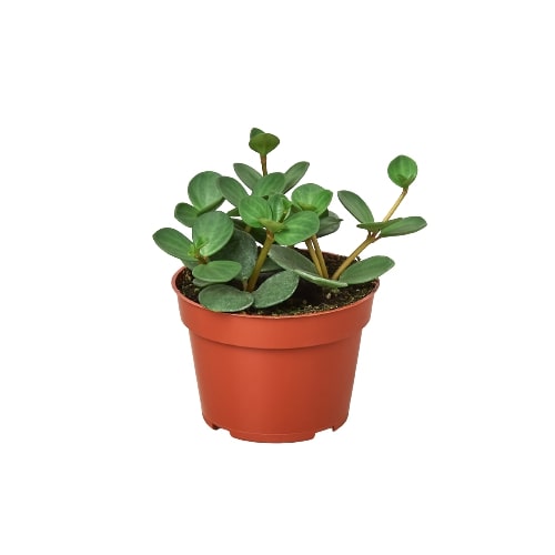 Peperomia 'Hope' | Cactus Clint