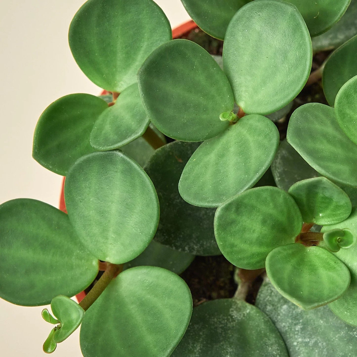 Peperomia 'Hope' | Cactus Clint