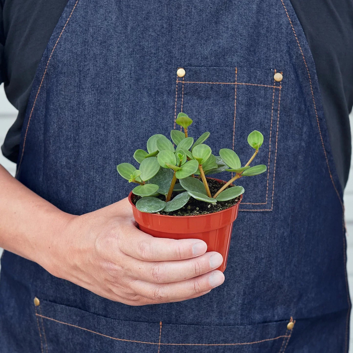 Peperomia 'Hope' | Cactus Clint