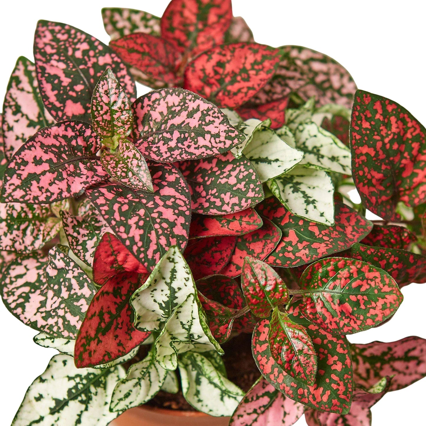 Hypoestes 'Polka Dot' | Cactus Clint