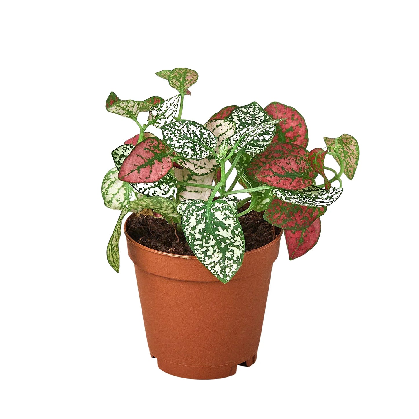 Hypoestes 'Polka Dot' | Cactus Clint