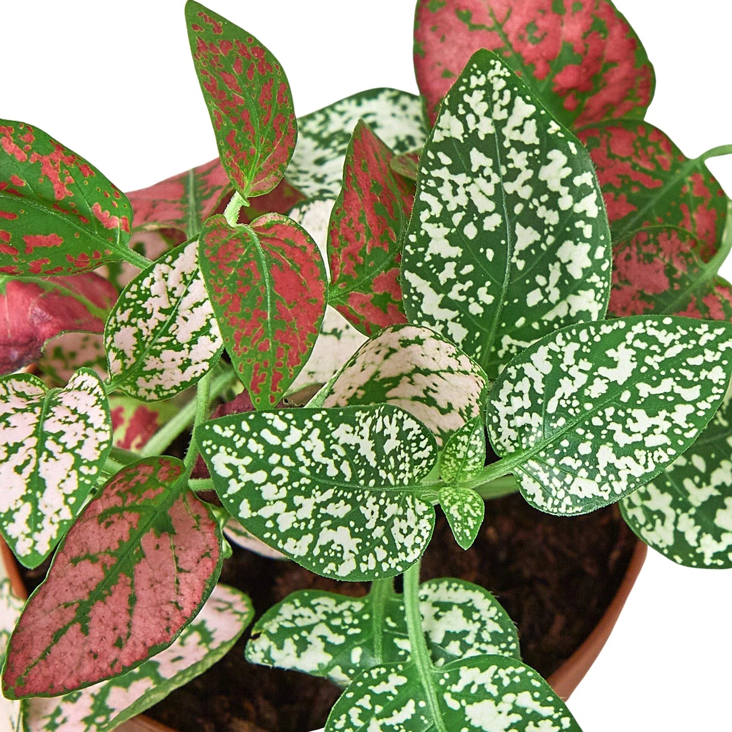 Hypoestes 'Polka Dot' | Cactus Clint