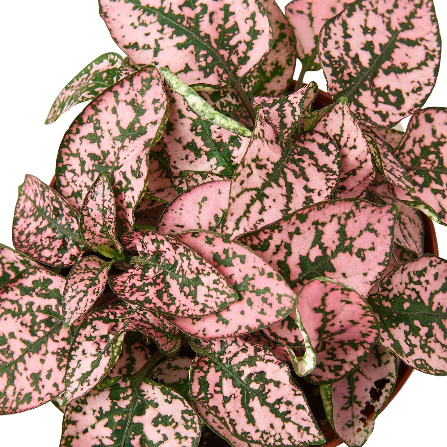 Hypoestes 'Polka Dot' | Cactus Clint