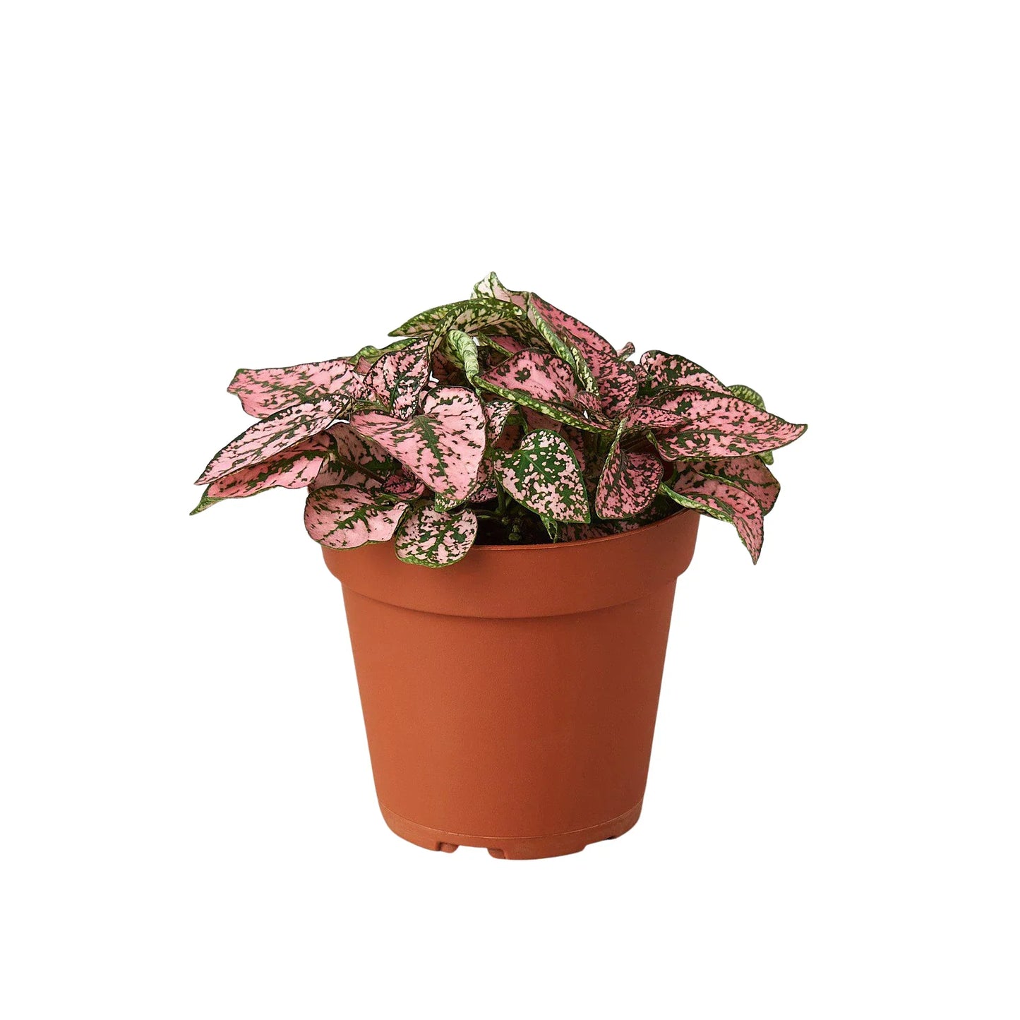 Hypoestes 'Polka Dot' | Cactus Clint