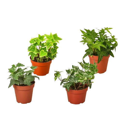 4 Different English Ivy Plants - 4" Pots - Live House Plant | Cactus Clint