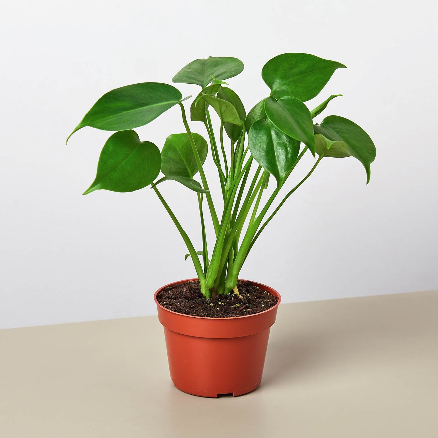 Monstera Bundle | Cactus Clint