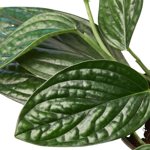 Monstera 'Peru' | Cactus Clint