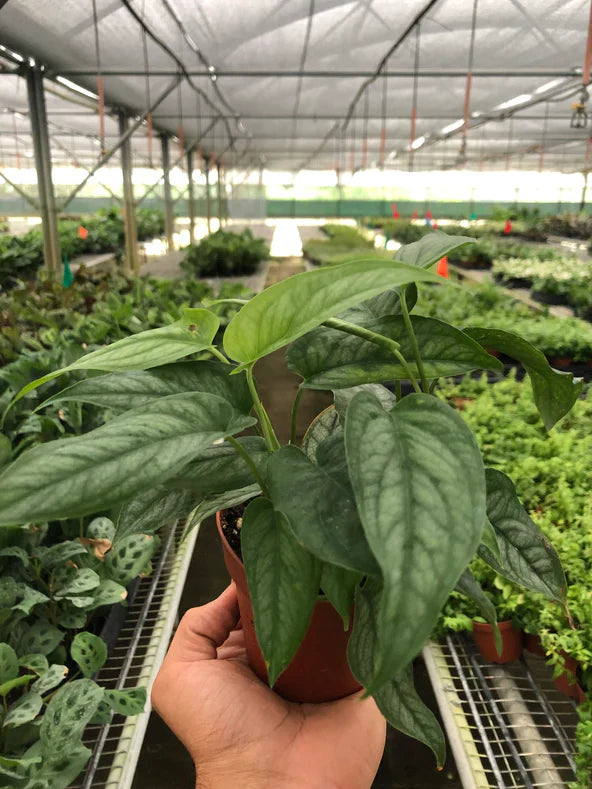 Monstera 'Siltepecana' | Cactus Clint