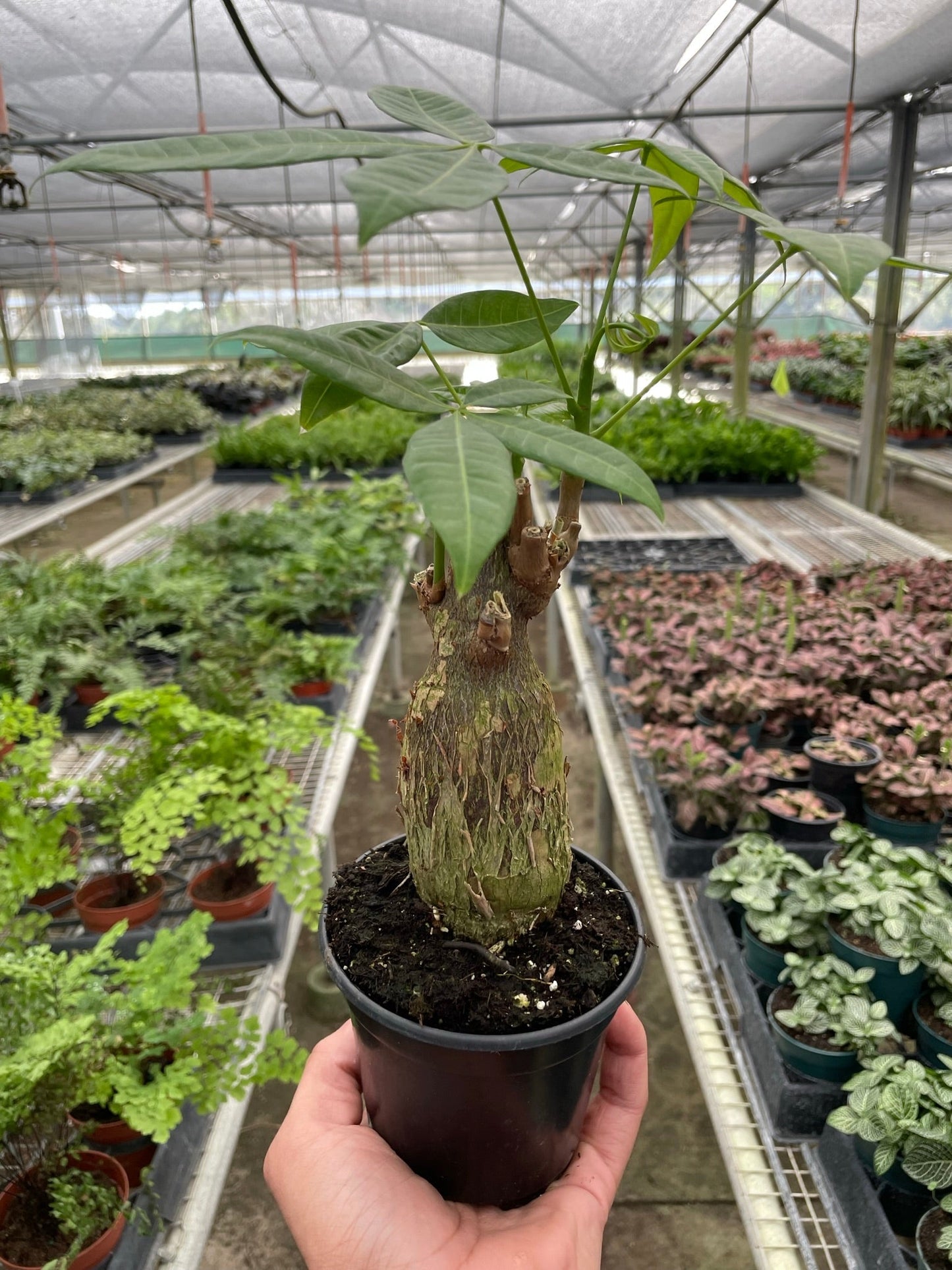Money Tree 'Guiana Chestnut' Pachira Stump | Cactus Clint