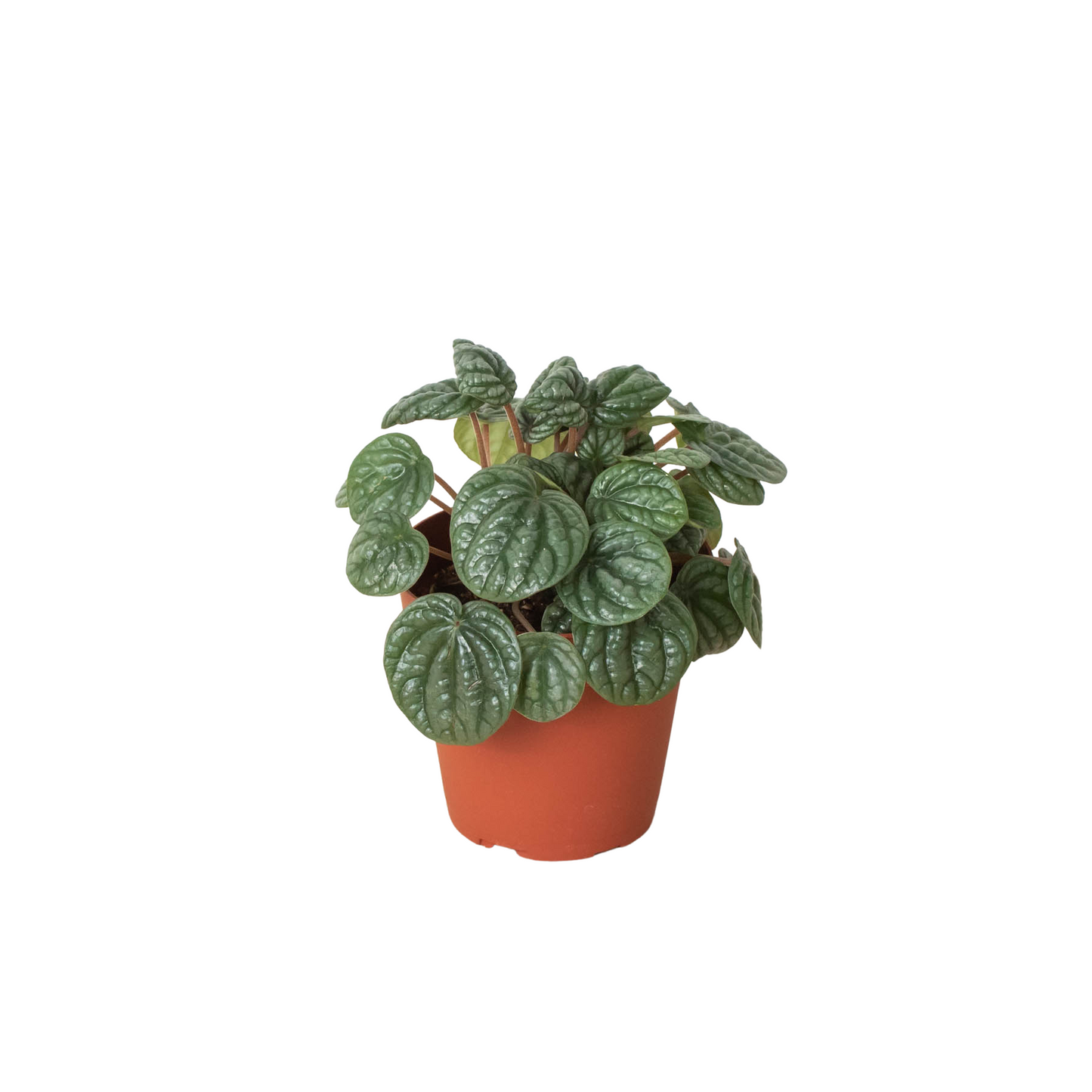 Peperomia 'Burbella' | Cactus Clint