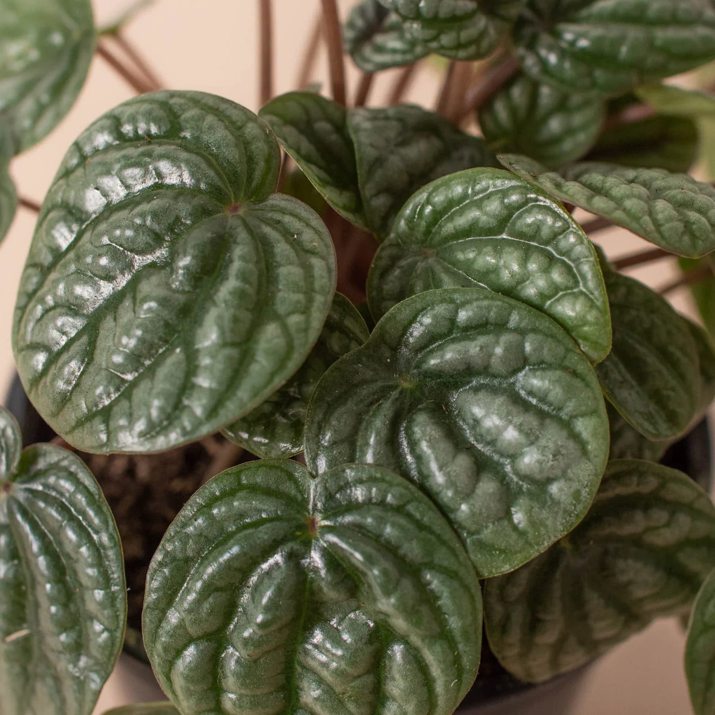 Peperomia 'Burbella' | Cactus Clint