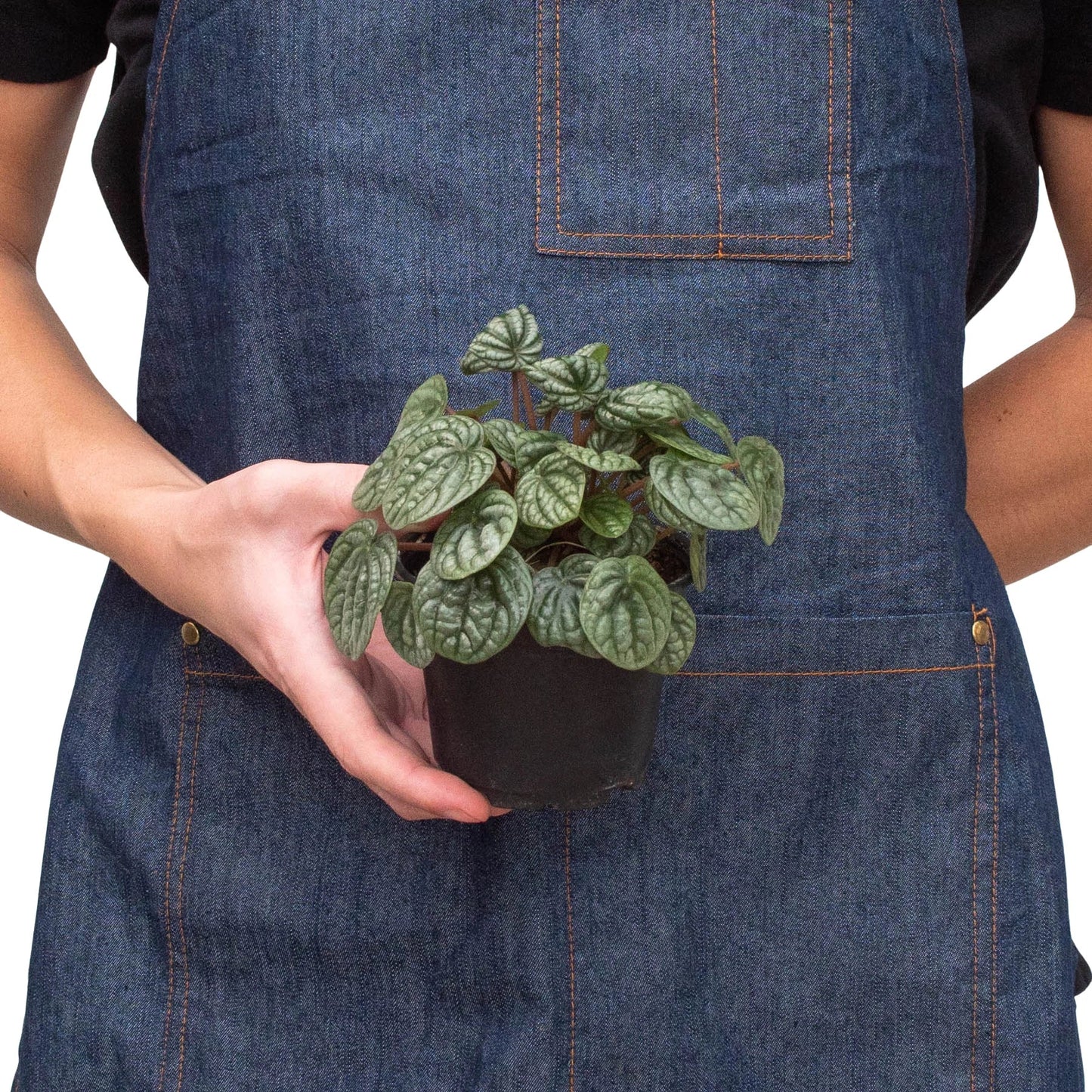 Peperomia 'Burbella' | Cactus Clint