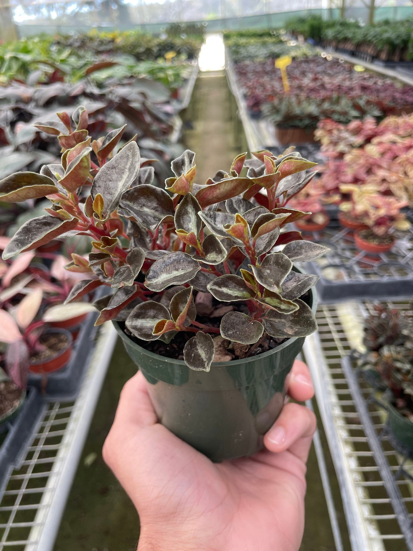Peperomia 'Metallica' | Cactus Clint