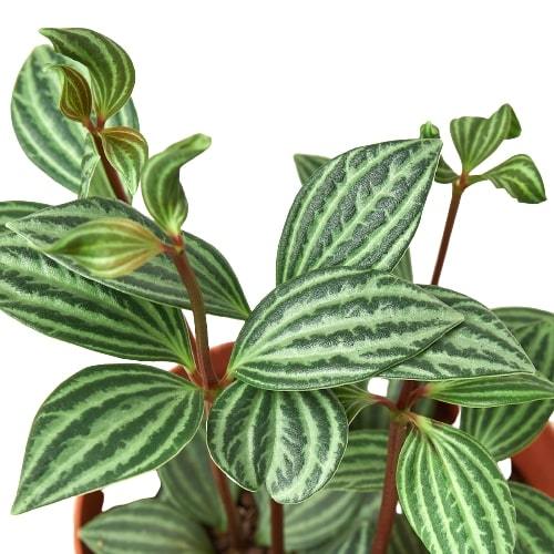 Peperomia 'Parallel' | Cactus Clint