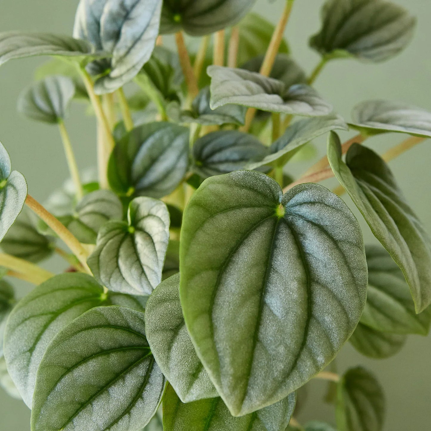 Peperomia 'Frost' | Cactus Clint