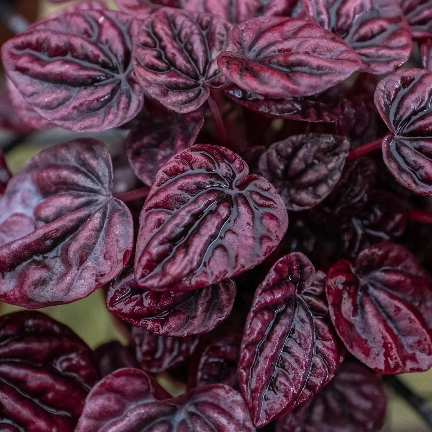 Peperomia 'Ripple Red' | Cactus Clint