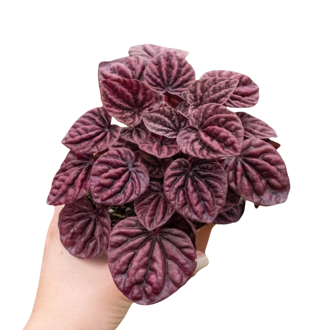 Peperomia 'Ripple Red' | Cactus Clint