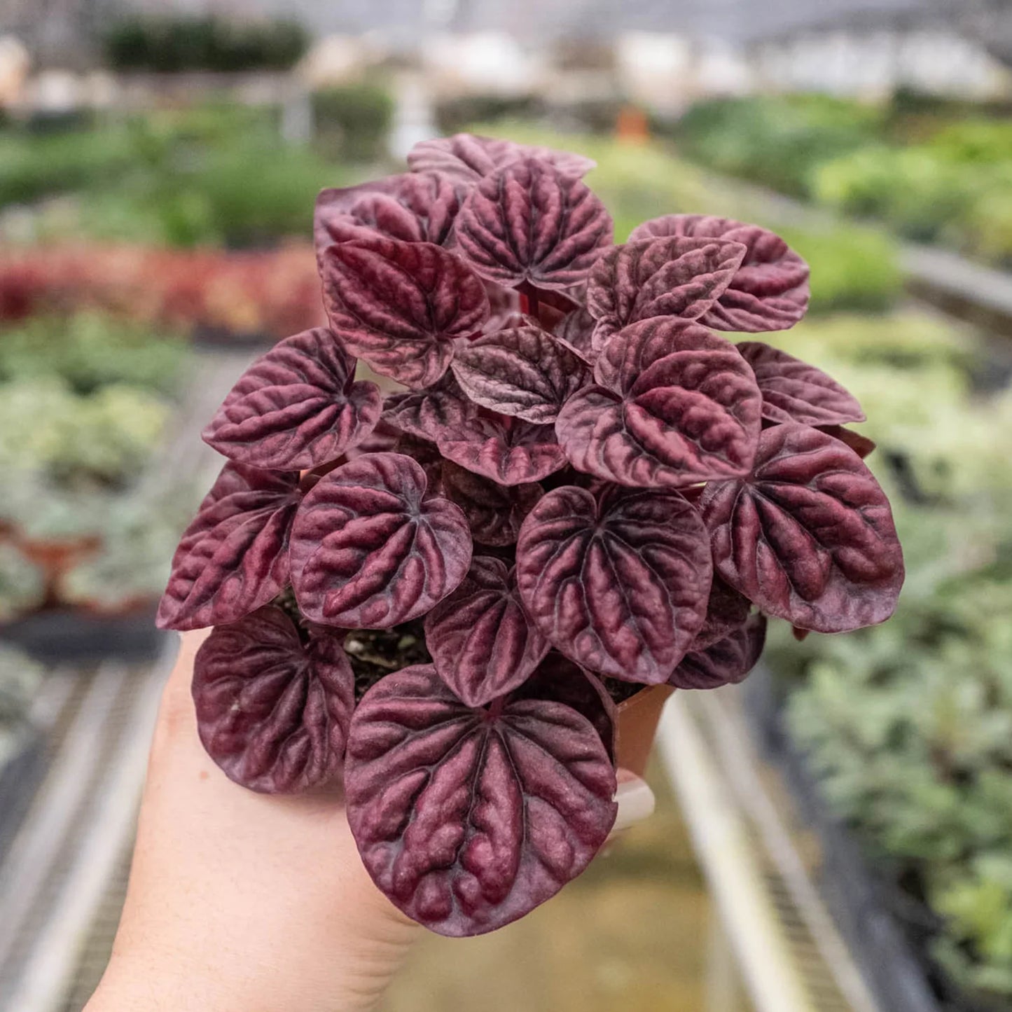 Peperomia 'Ripple Red' | Cactus Clint