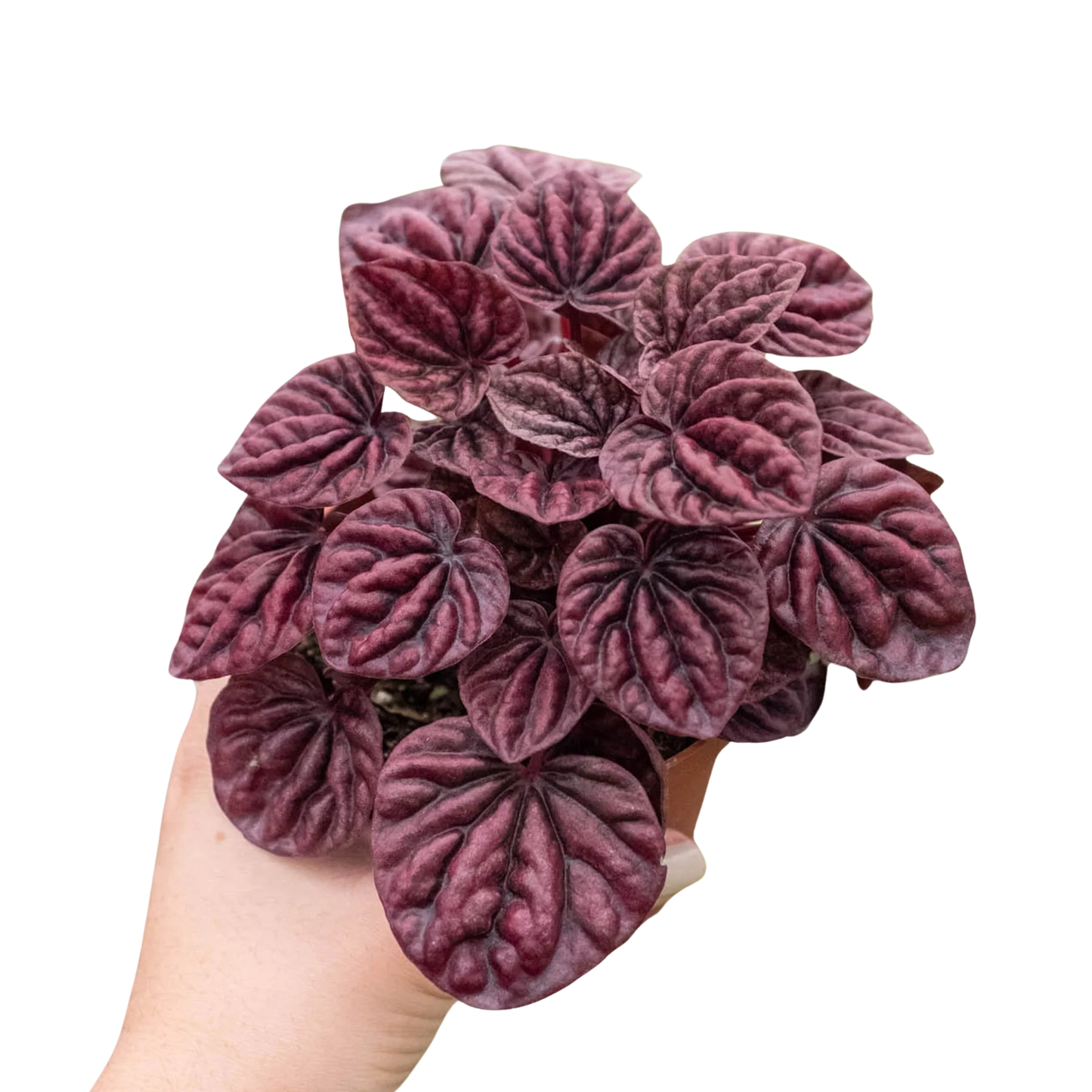 Peperomia 'Ripple Red' | Cactus Clint