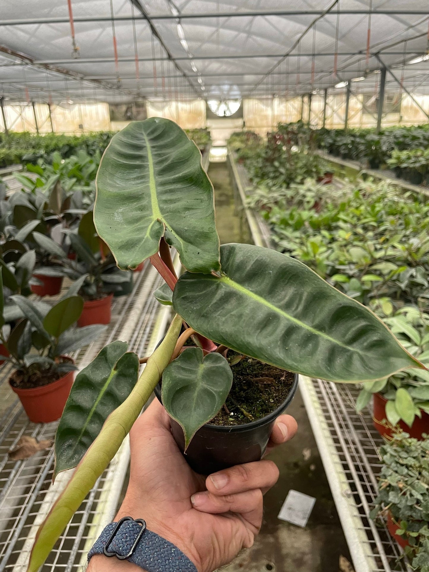 Philodendron 'Billietiae' | Cactus Clint