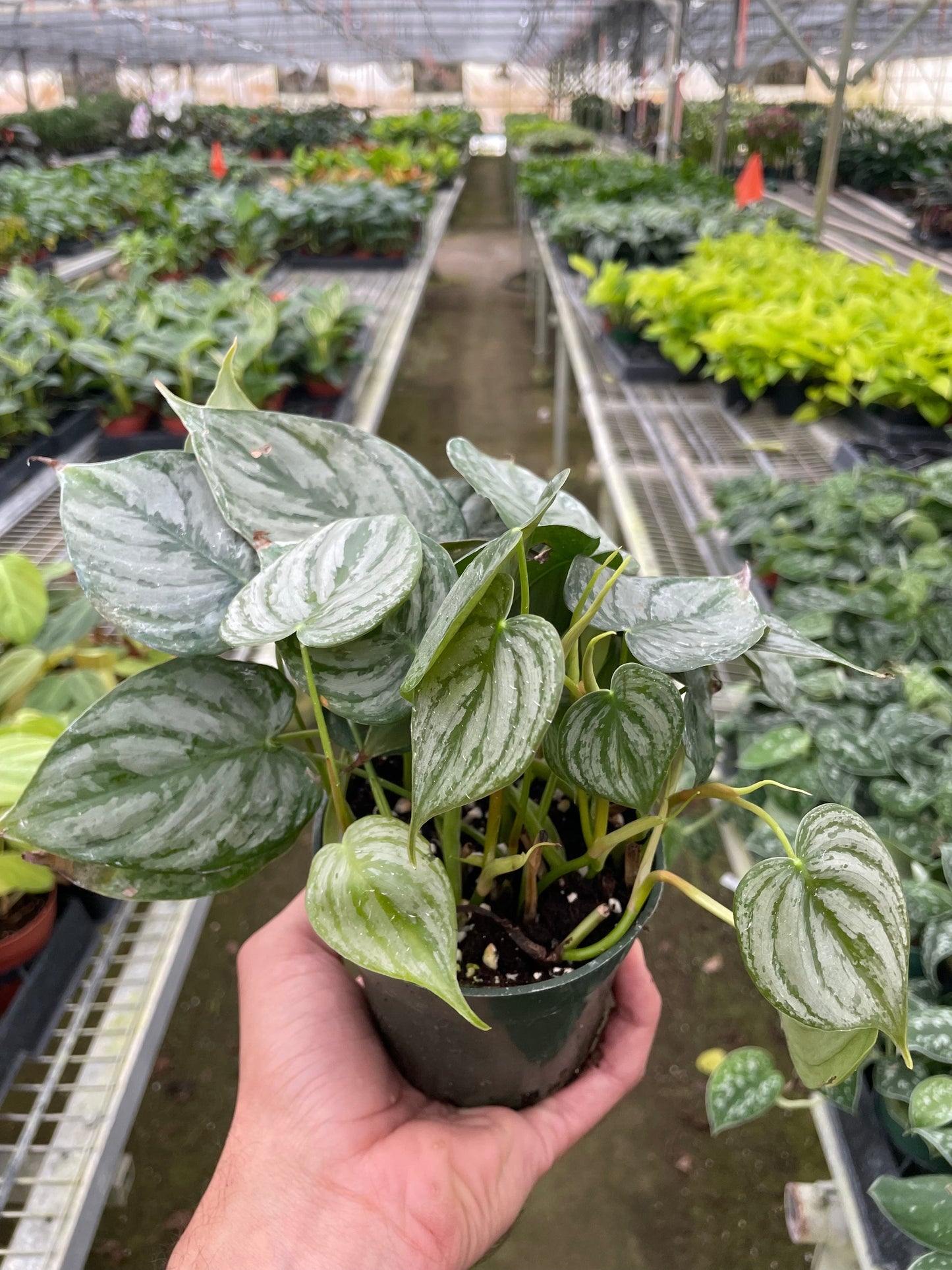 Philodendron 'Brandi' | Cactus Clint