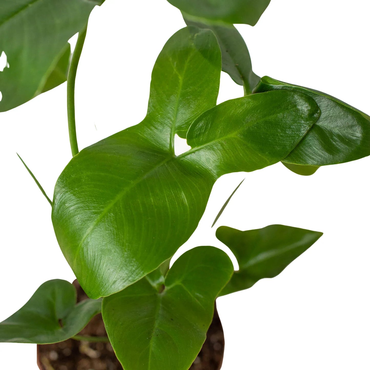 Philodendron 'Goeldii' | Cactus Clint