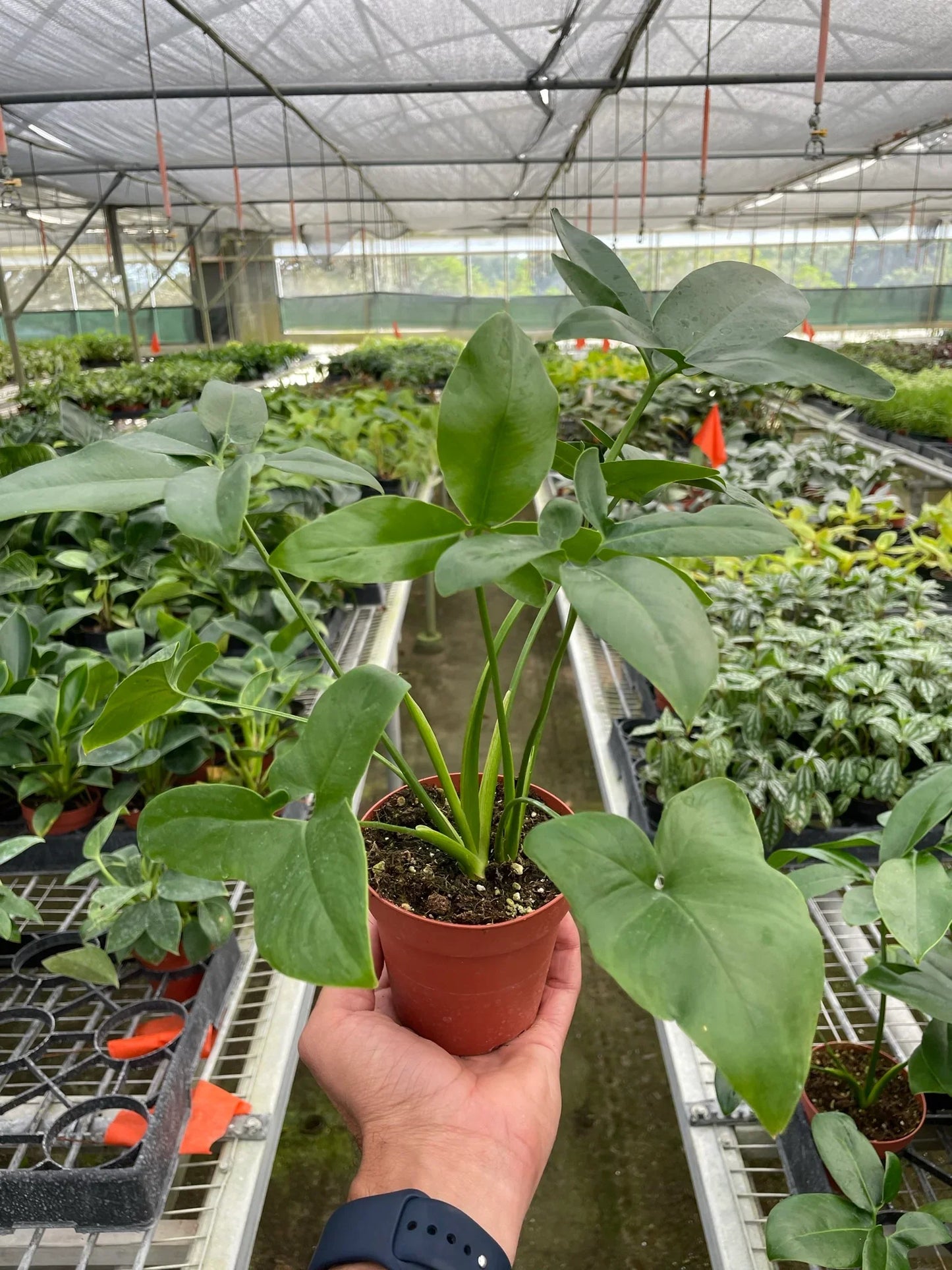 Philodendron 'Goeldii' | Cactus Clint