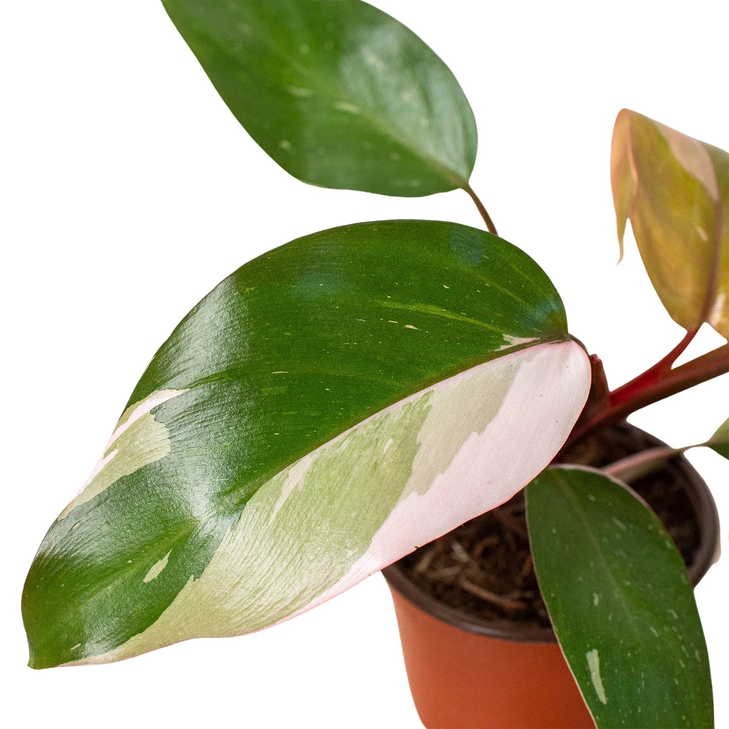 Philodendron 'Pink Princess' | Cactus Clint
