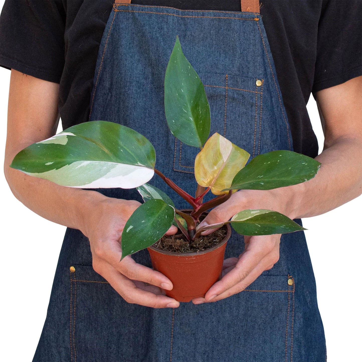 Philodendron 'Pink Princess' | Cactus Clint