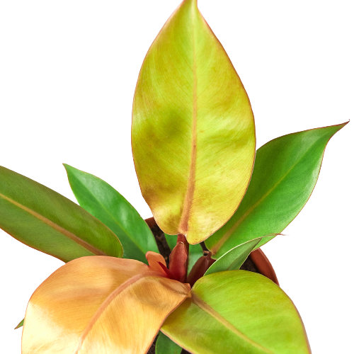 Philodendron 'Prince of Orange' | Cactus Clint