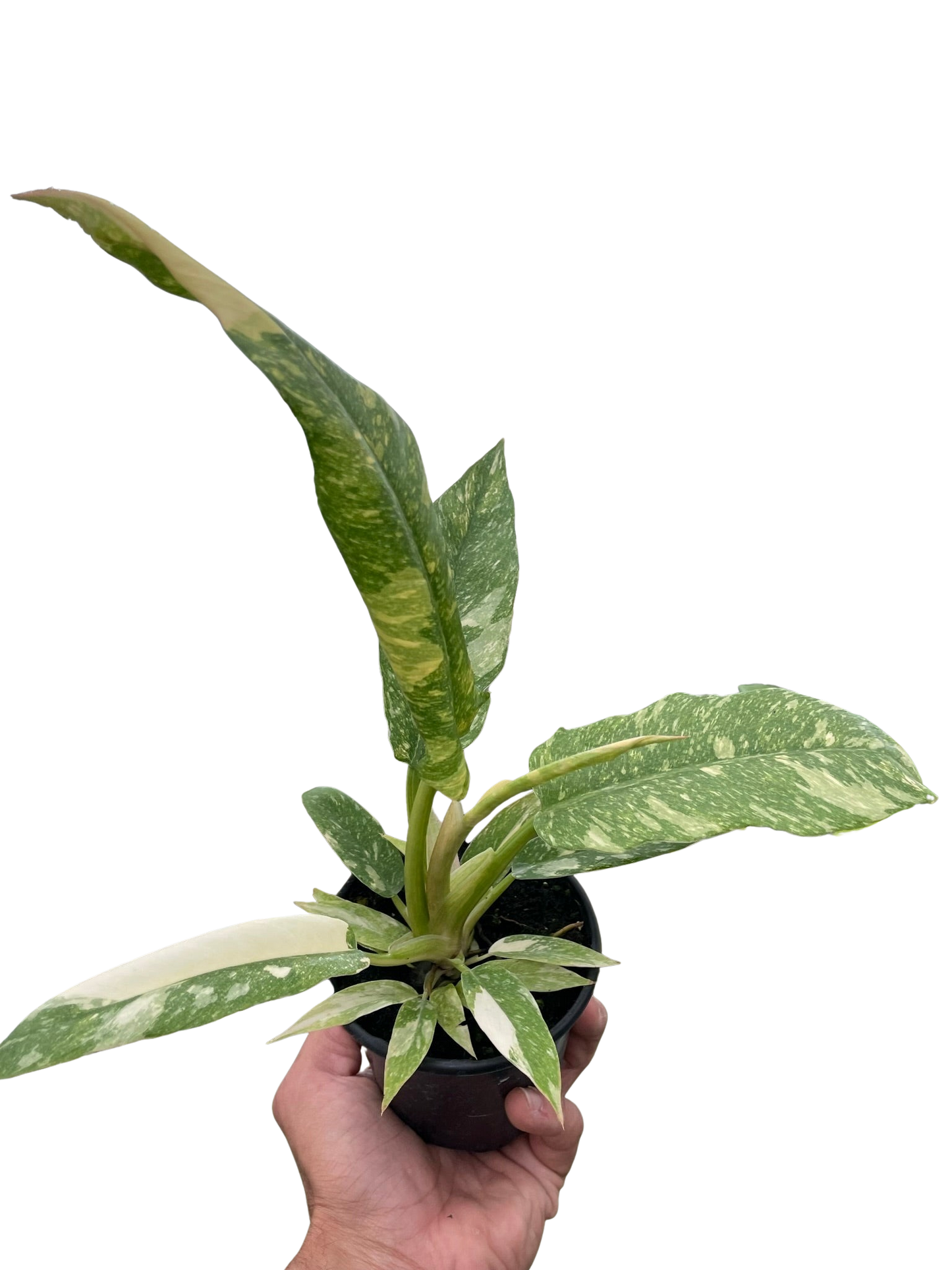 Philodendron Ring of Fire Variegated | Cactus Clint